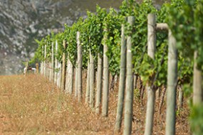 Wein des Monats September 2014: 2011 Springfield Estate Whole Berry Cabernet Sauvignon
