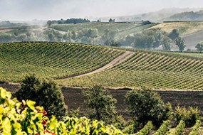 Wein des Monats Oktober 2022 mit 14% Rabatt: Tradition Rouge von der Domaine Girard!